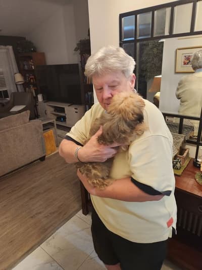 Gemma, a Yorkiepoo - Yorkie Poo puppy from Pawrade
