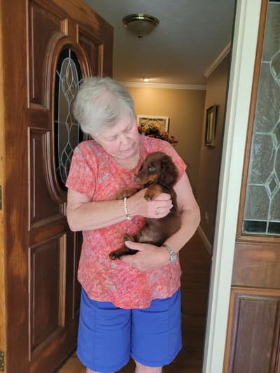 Stroganoff, a Dachshund, Mini puppy from Pawrade
