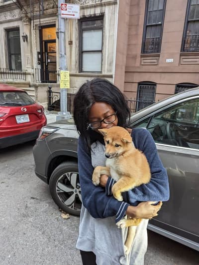 Nadine, a Shiba Inu puppy from Pawrade