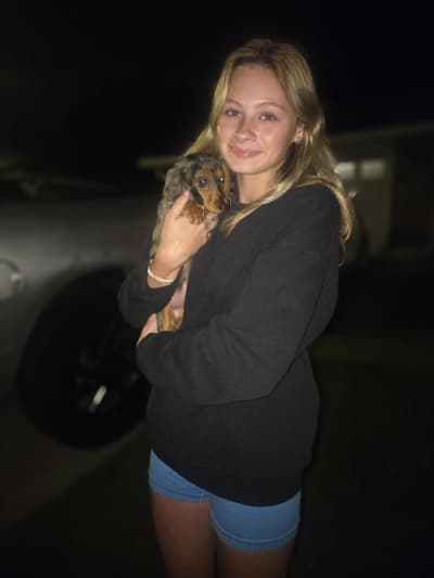Sascha, a Dachshund, Mini puppy from Pawrade