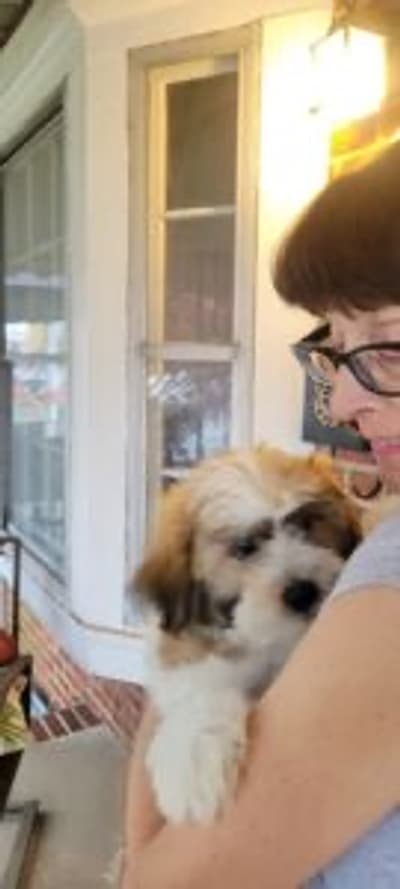 Desmond, a Shichon puppy from Pawrade
