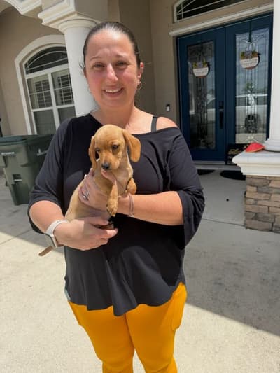 Nana, a Dachshund, Mini puppy from Pawrade