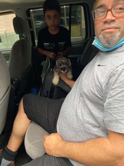 Bentley, a Schnauzer, Miniature puppy from Pawrade
