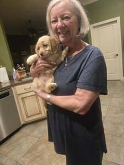 Penelope, a Goldendoodle, Mini puppy from Pawrade