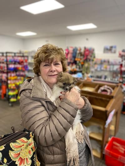 Kirby, a Pomeranian puppy from Pawrade