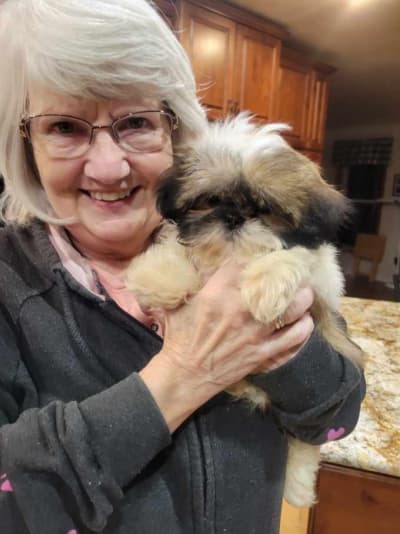 Carol, a Shih Tzu puppy from Pawrade