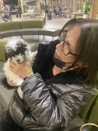 Roscoe, a Malti Poo - Maltipoo puppy from Pawrade