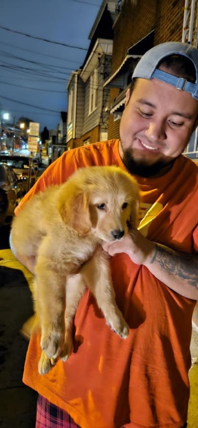 Cedar, a Golden Retriever puppy from Pawrade