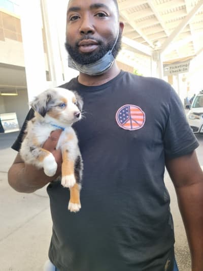 Firecracker, a Miniature Australian Shepherd puppy from Pawrade