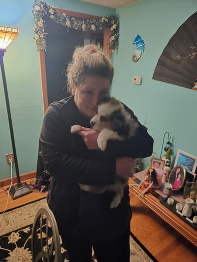 Pandora, a Miniature Australian Shepherd puppy from Pawrade