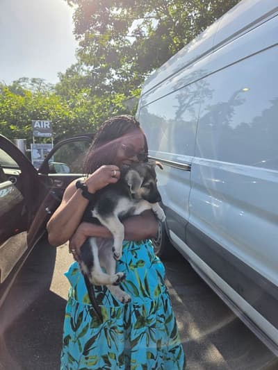 Horatio, a German Shepherd puppy from Pawrade