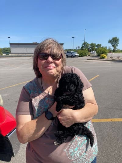 Patterson, a Bernedoodle, Mini puppy from Pawrade