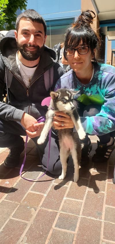 Yuna, a Alaskan Klee Kai puppy from Pawrade