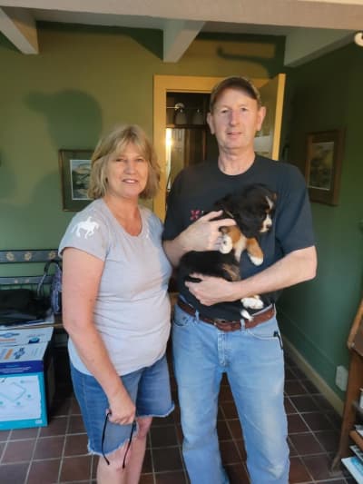 Button, a Mini Bernese puppy from Pawrade
