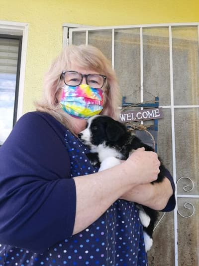 Kate, a Miniature Australian Shepherd puppy from Pawrade