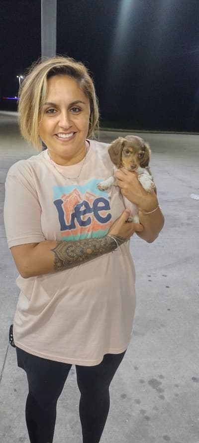 Gizmo, a Dachshund, Mini puppy from Pawrade