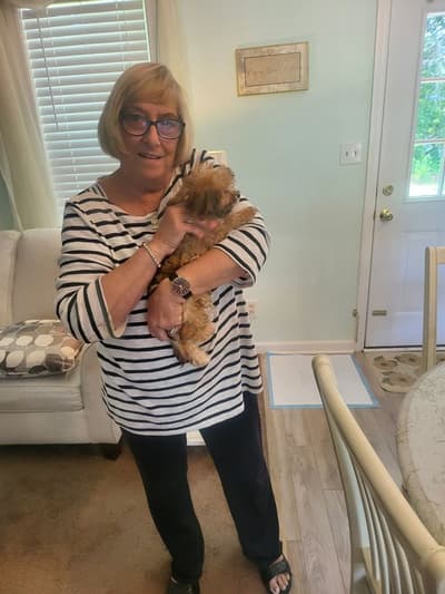 Tia, a Cavapoo puppy from Pawrade