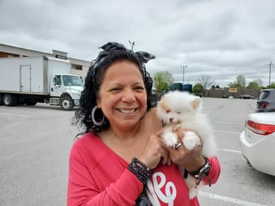 Soft Wind, a Pomeranian puppy from Pawrade