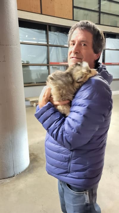 Bina, a Pomsky puppy from Pawrade