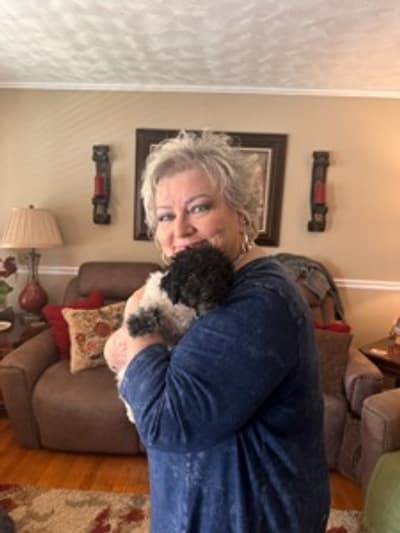 Alex, a Poodle, Toy puppy from Pawrade
