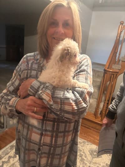Ginny, a Goldendoodle, Mini puppy from Pawrade