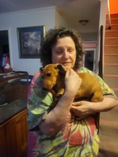 Santiago, a Dachshund, Mini puppy from Pawrade