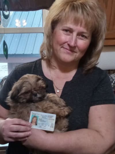 Ernie, a Shih Tzu puppy from Pawrade