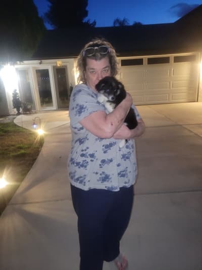 Celeste, a Miniature Australian Shepherd puppy from Pawrade