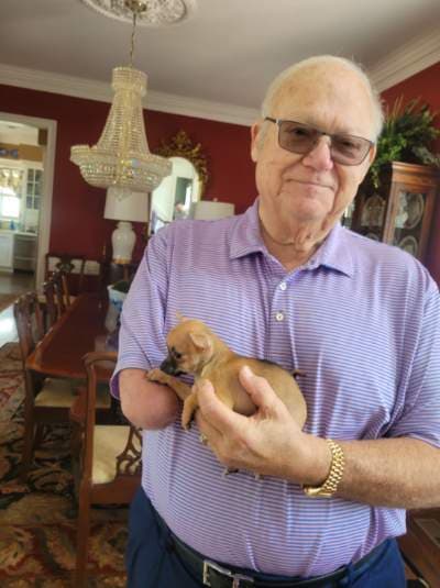 Liam, a Chihuahua puppy from Pawrade