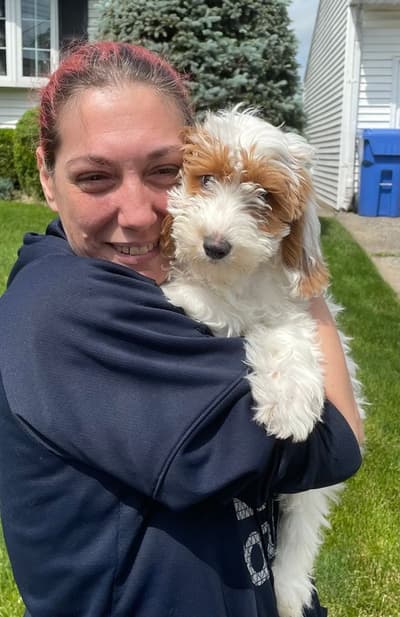 Fabio, a Goldendoodle, Mini puppy from Pawrade