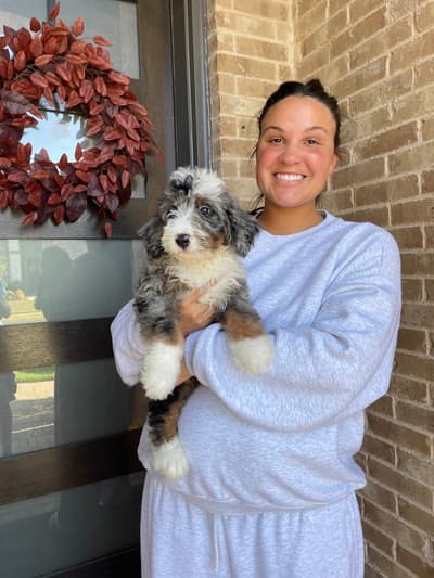 Wallace, a Bernedoodle puppy from Pawrade