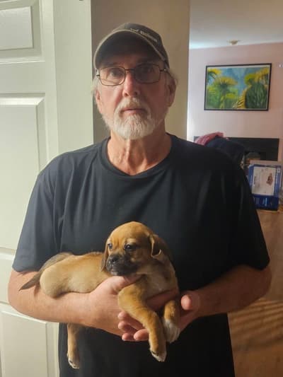 Fern, a Puggle puppy from Pawrade