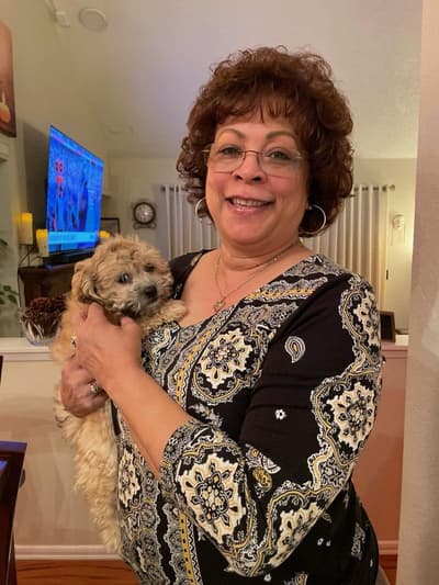 Novo, a Shichon puppy from Pawrade