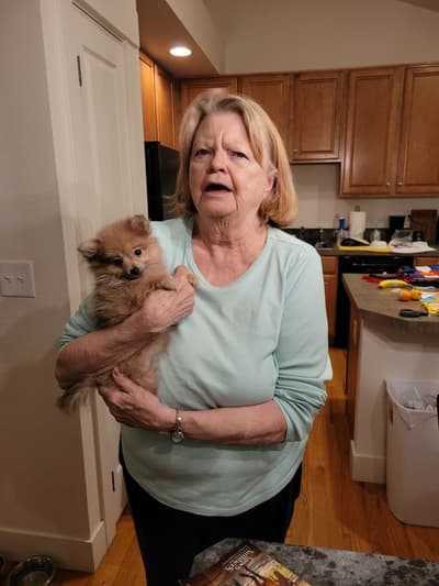 Candy, a Pomeranian puppy from Pawrade