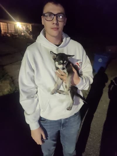 Evelyn, a Alaskan Klee Kai puppy from Pawrade