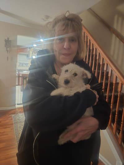 Ginger, a Scottish Terrier puppy from Pawrade