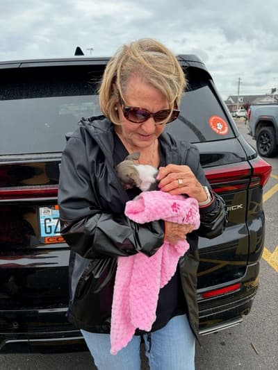 Nichole, a Chihuahua puppy from Pawrade