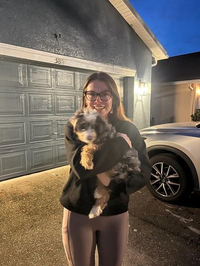 Denver, a Bernedoodle, Mini puppy from Pawrade