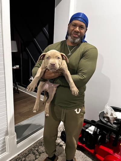 Elijah, a American Bully puppy from Pawrade