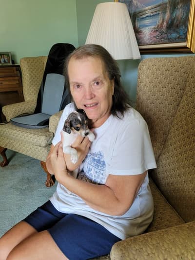 Milly, a Rat Terrier puppy from Pawrade