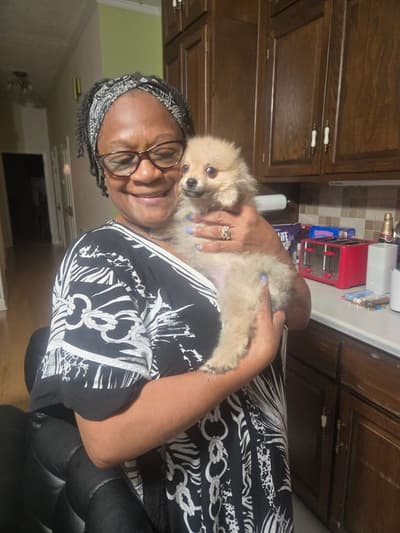 Hondo, a Pomeranian puppy from Pawrade