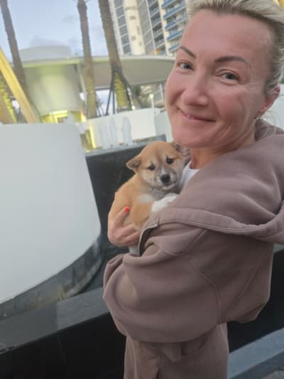 Kaguya, a Shiba Inu puppy from Pawrade