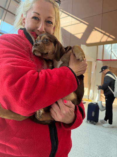 Hershey, a Puggle puppy from Pawrade