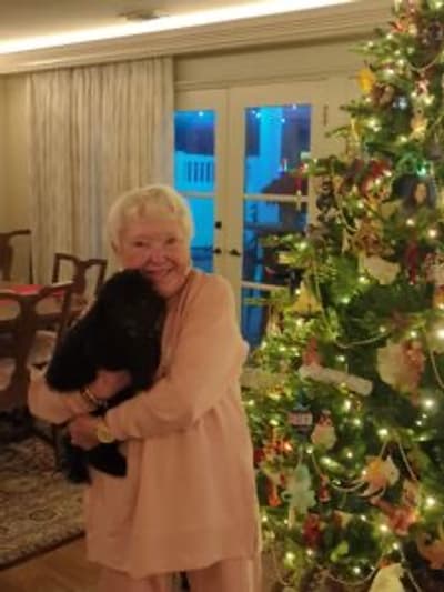 Midnight, a Poodle, Miniature puppy from Pawrade