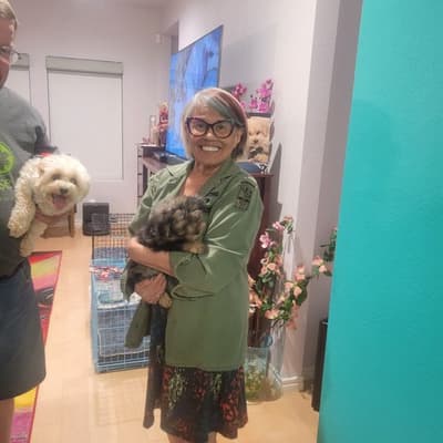 Bruno, a Yorkiepoo - Yorkie Poo puppy from Pawrade