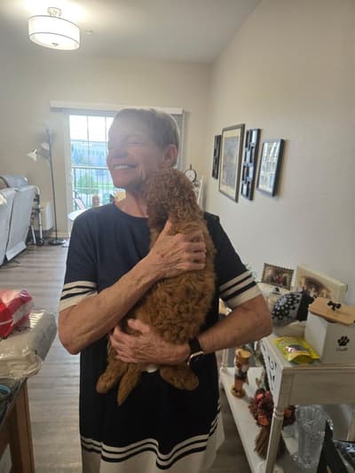 Curtis, a Cavapoo puppy from Pawrade