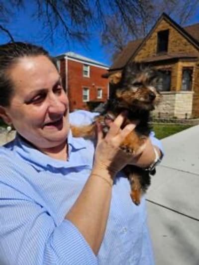 Brielle, a Silky Terrier puppy from Pawrade