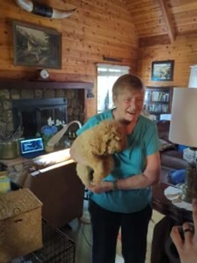 Genevieve, a Poodle, Standard puppy from Pawrade