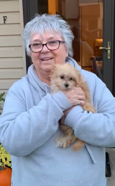 Miss Donna, a Shih-Poo - Shihpoo puppy from Pawrade
