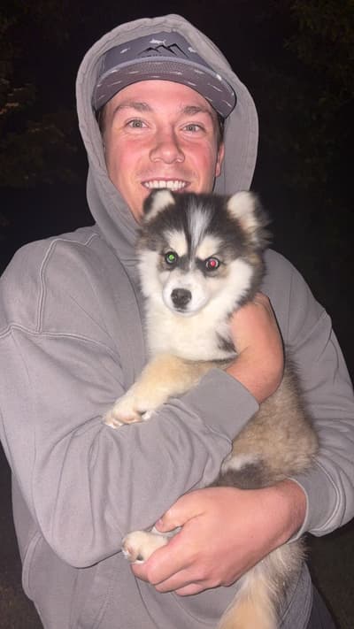 Evelyn, a Pomsky puppy from Pawrade